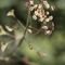 Arabidopsis thaliana_13_680.jpg
