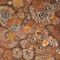 licheni su pietra ferruginosa.canon 5D markII.ob70-200