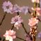 Prunus dulcis - Rosaceae-10_1_995.jpg