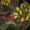 Caesalpinia gilliesii (uccello del paradiso)