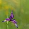 iris selvatico