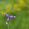 il bellissimo iris selvatico.