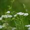 Achillea di Clavena (Achillea clavenae) - Asteraceae_10_057.jpg