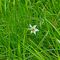 Narciso selvatico (Narcisus poeticus) - Amaryllidaceae_13_401.jpg