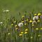 Sparviere falsa pelosella (Hieracium piloselloides) - Asteraceae_1_193.jpg