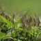 Forasacco dei campi (Bromus arvensis subsp. arvensis) - Poaceae_4_405.jpg