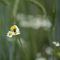 Camomilla comune (Matricaria chamomilla) - Asteraceae_9_089.jpg